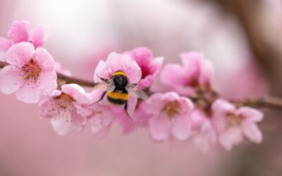 Accogliendo la primavera