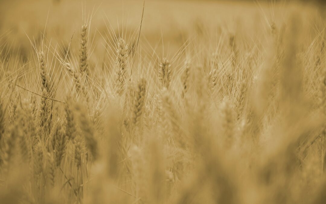 Lammas, la Stagione del Sacrificio