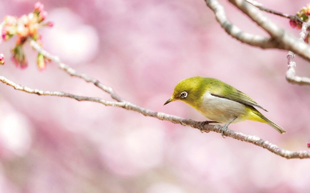 La Primavera verdeggiante