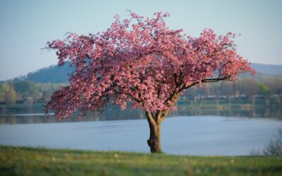 Santo o Natura? Il Maggio di Accettura