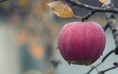 Mabon, la Mela, la Sorgente del proprio Potere Interiore